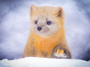 北海道でしか見られない珍しい動物たちとお勧め観察スポット10選 - 北海道観光ガイド